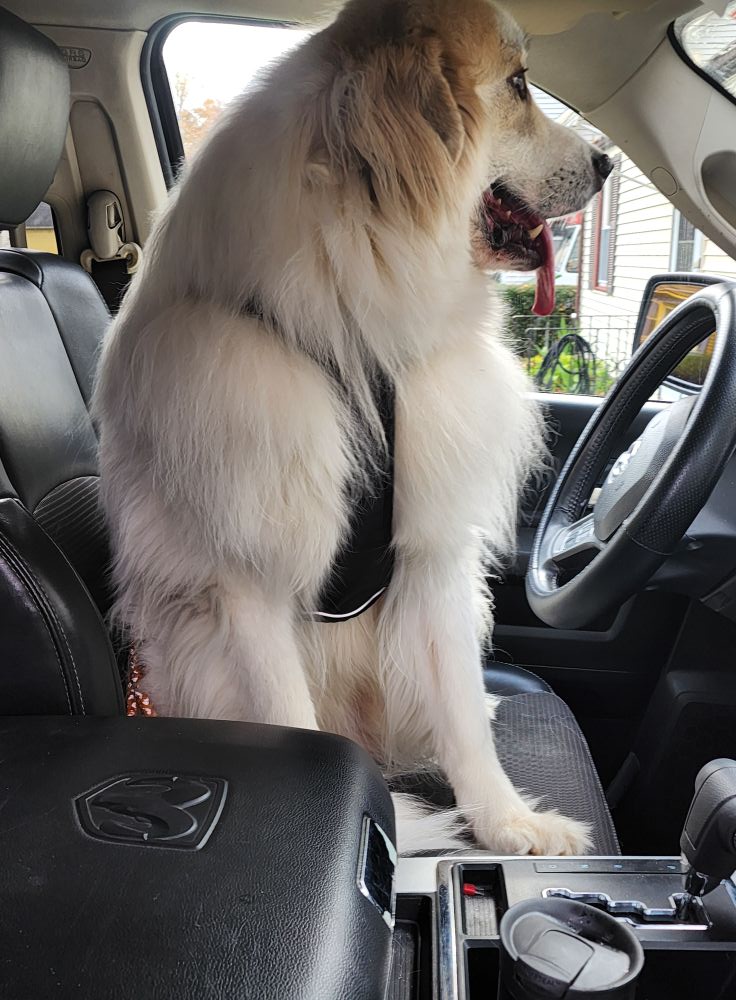 ........and just like that, I have a new personal chauffeur
